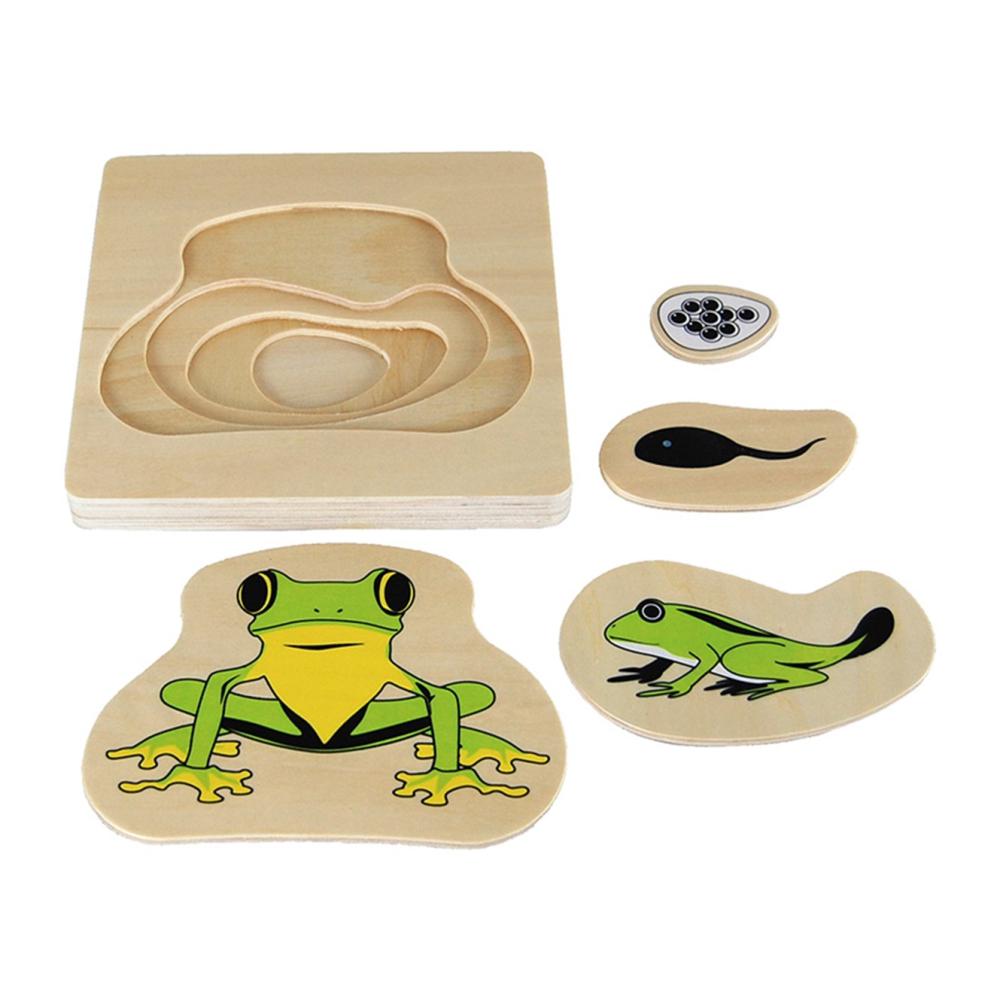 Montessori frog life cycle puzzle for biology learning