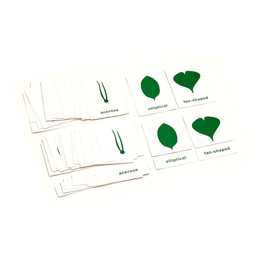 Nomenclature Cards For Botany Cabinet - PP Plastic