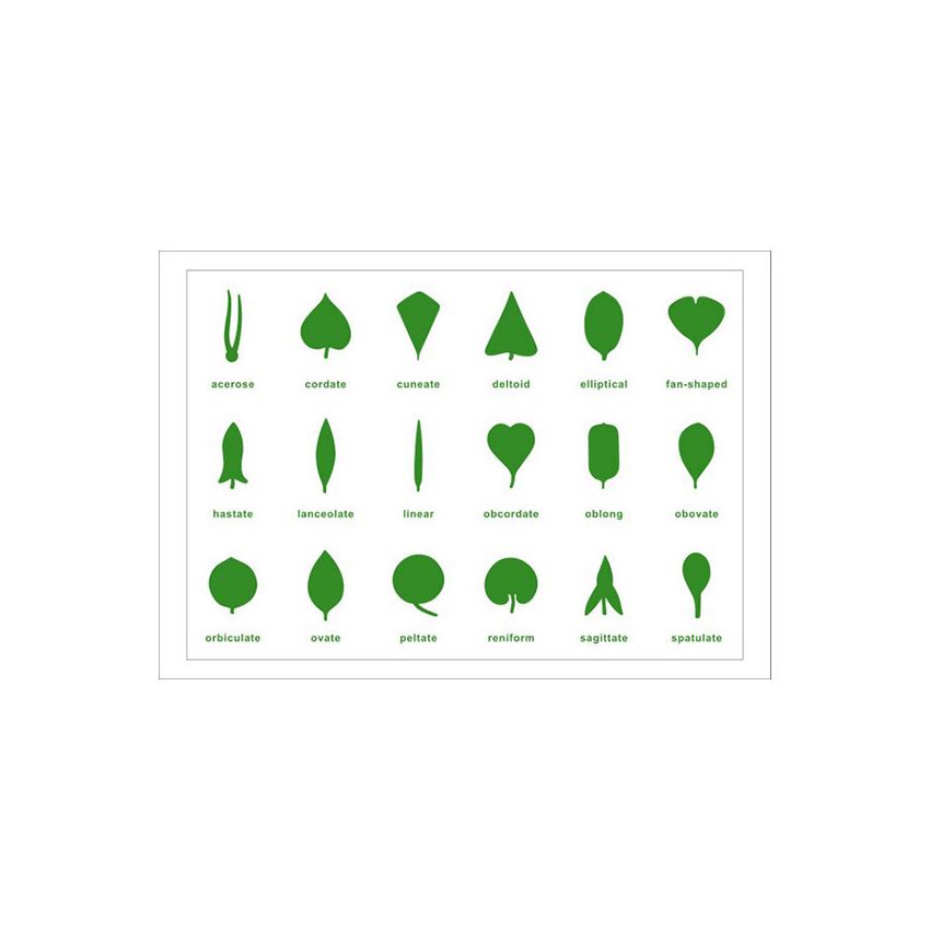 Botany Leaf Cabinet Control Chart - PP Plastic