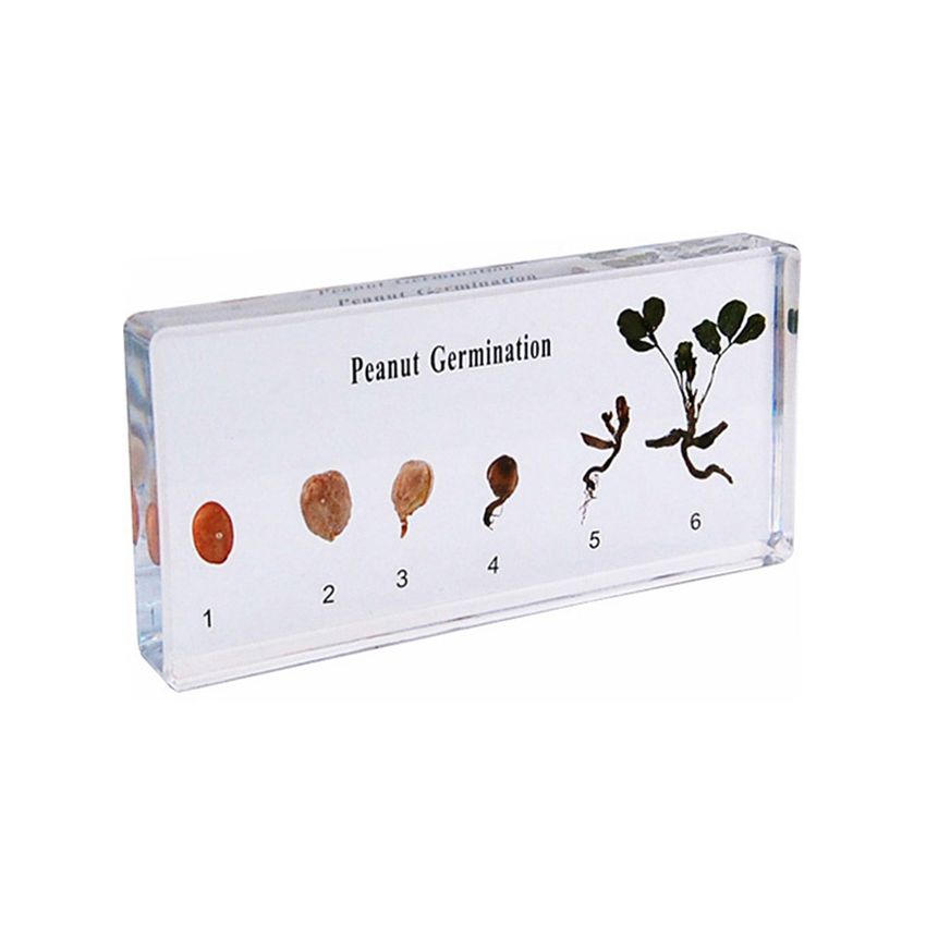 Peanut Germination Speciman