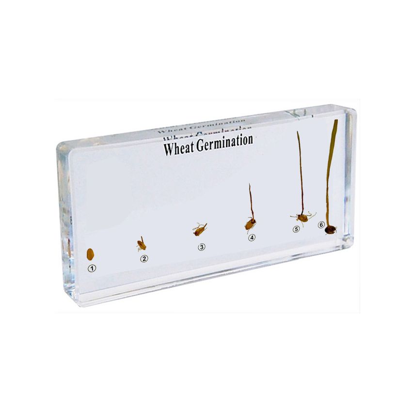 Wheat Germination Specimen