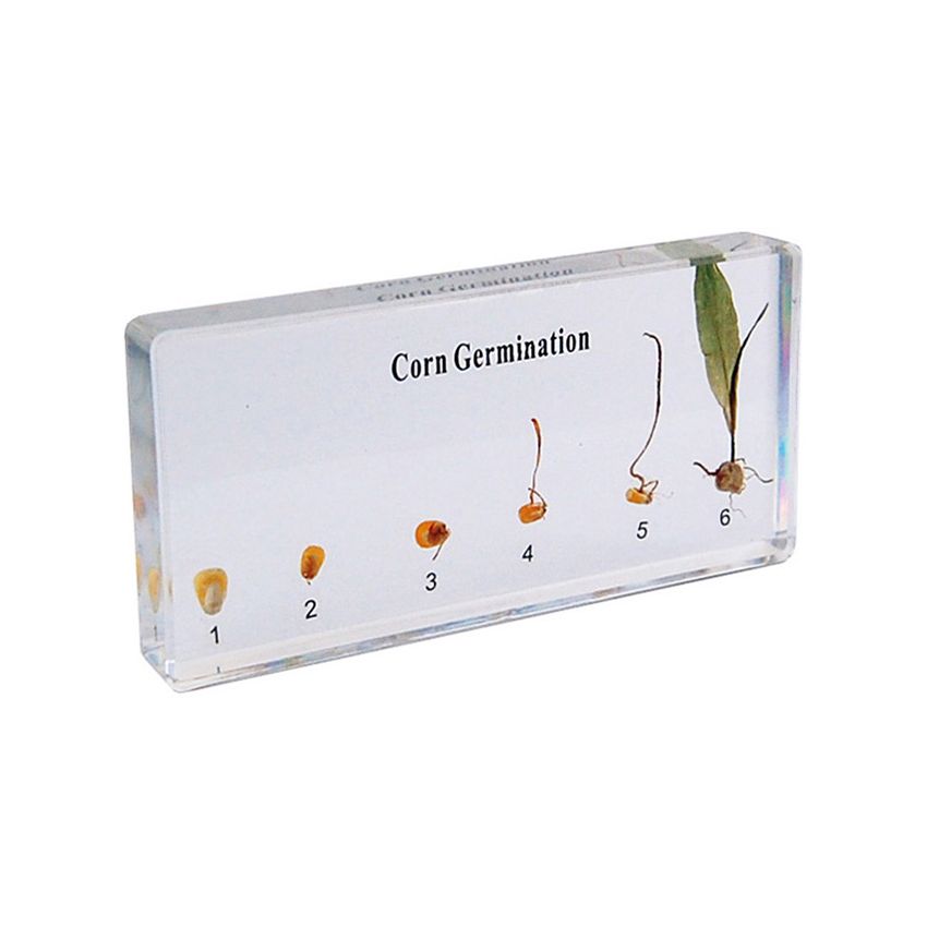 Corn Germination Specimen