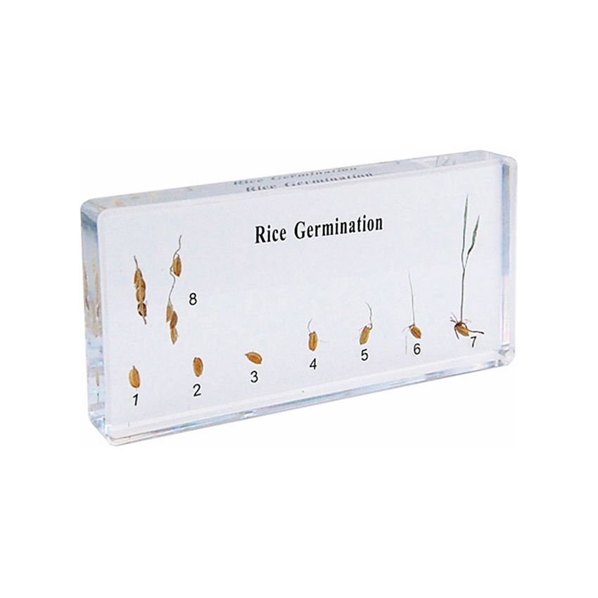 Rice Germination Specimen