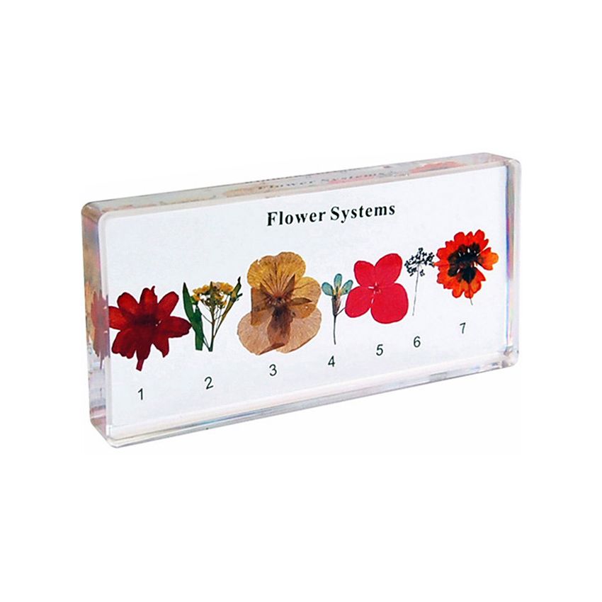 Flower Systems Specimen