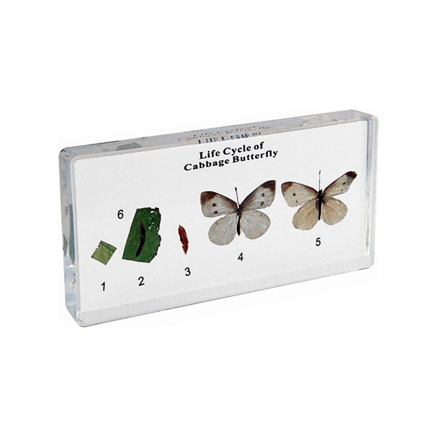 Life Cycle Of Cabbage Butterfly Specimen