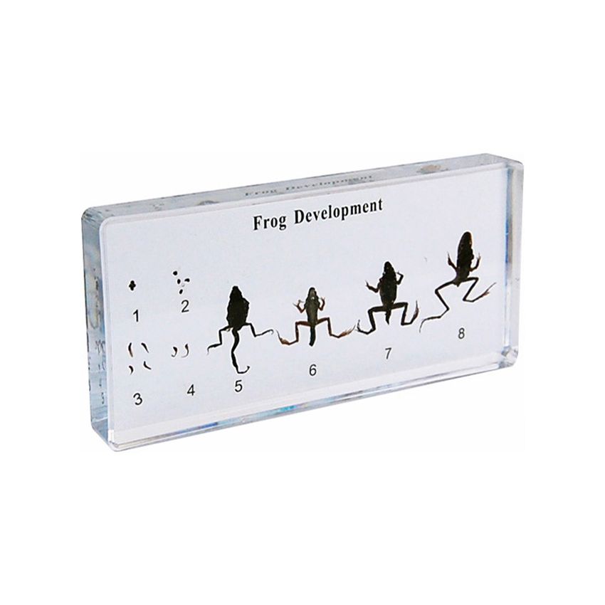 Frog Development Specimen