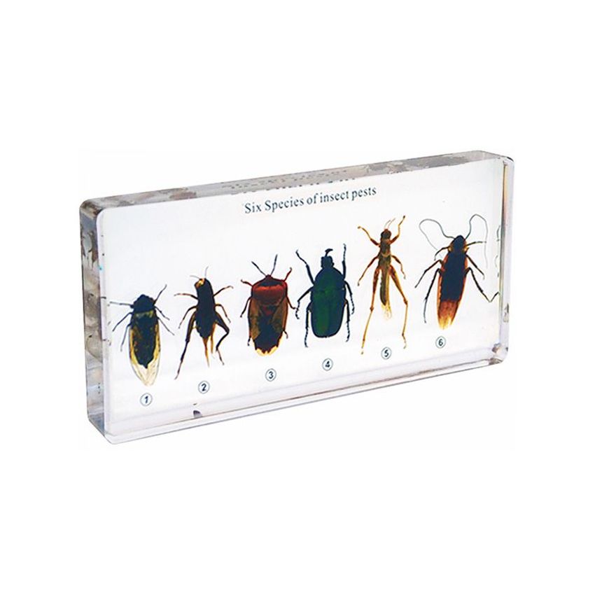 Six Species of Insect Pests Specimens