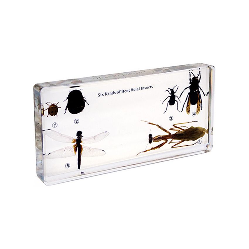 Six Kinds Of Beneficial Insects Specimens