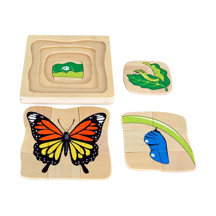 Butterfly Life-Cycle Puzzle