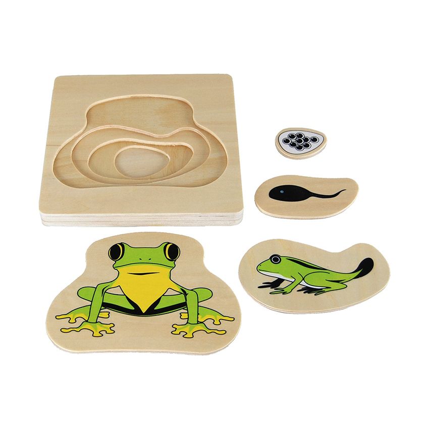Frog Life-Cycle Puzzle