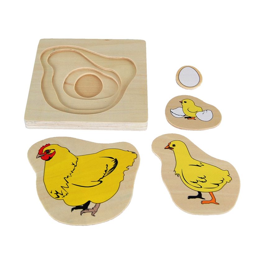 Chicken Life-Cycle Puzzle
