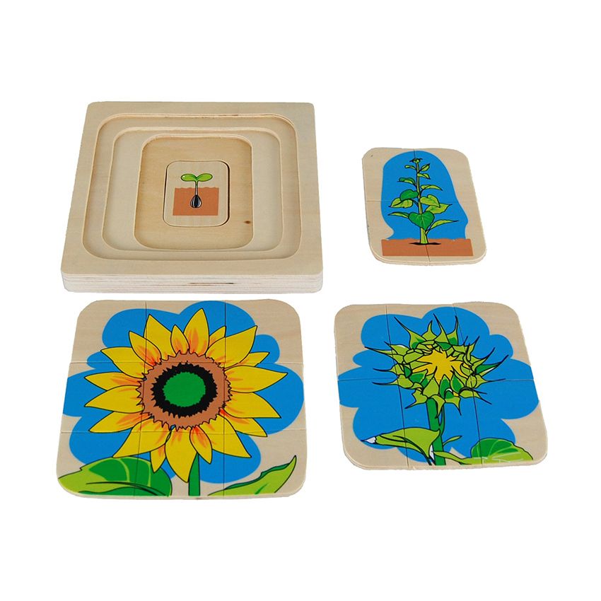 Sunflower Life-Cycle Puzzle