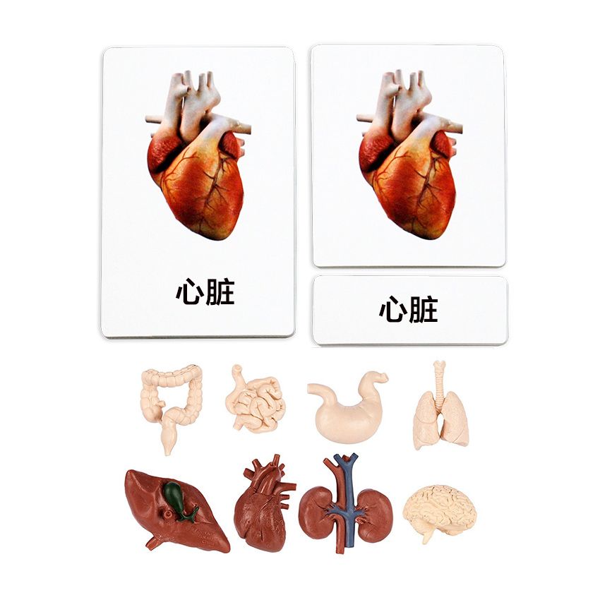 Human Organs 3 Part Cards With Objects - Chinese Version