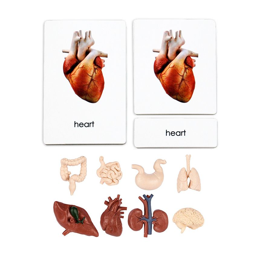 Human Organs 3 Part Cards With Objects