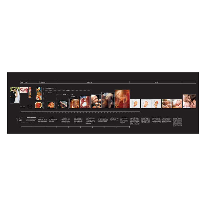 Timeline Of Human Gestation - Black