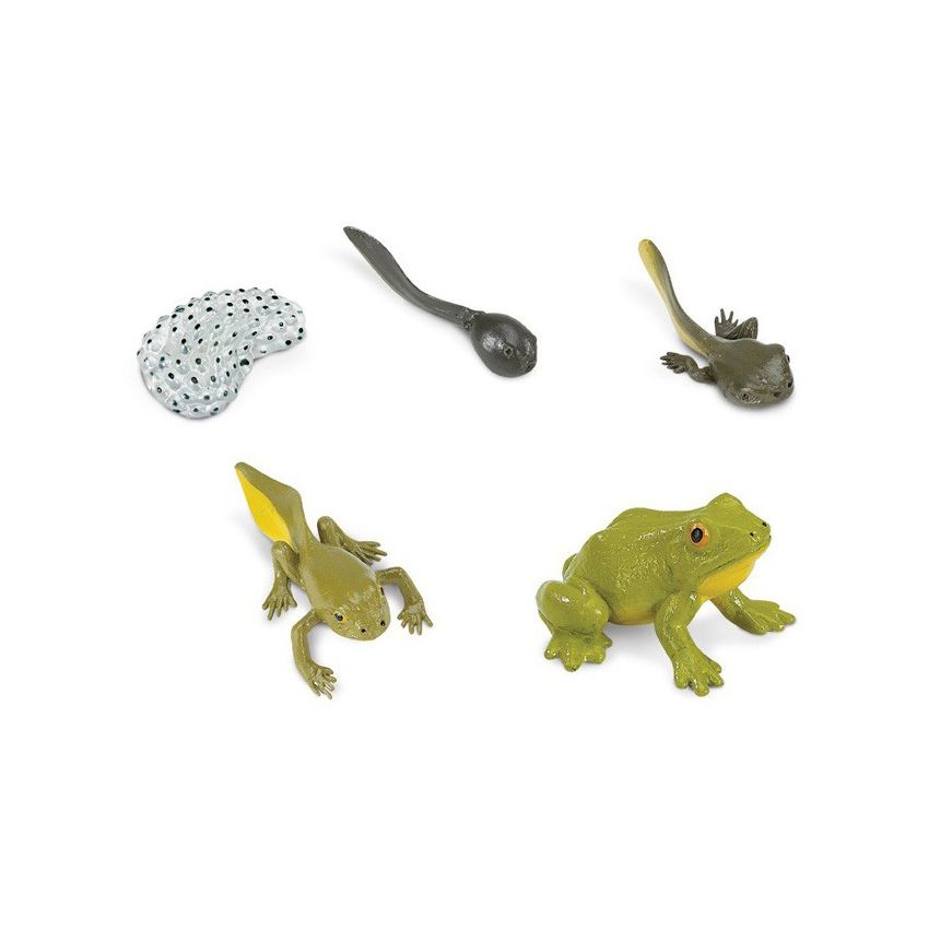 Life Cycle Of A Frog Set