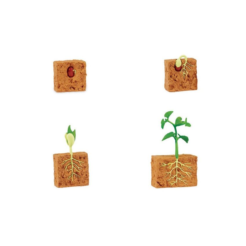 Life Cycle Of A Green Bean Plant
