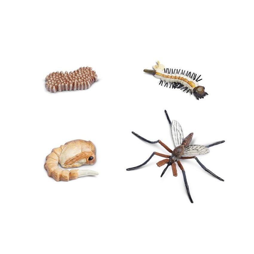 Life Cycle Of A Mosquito