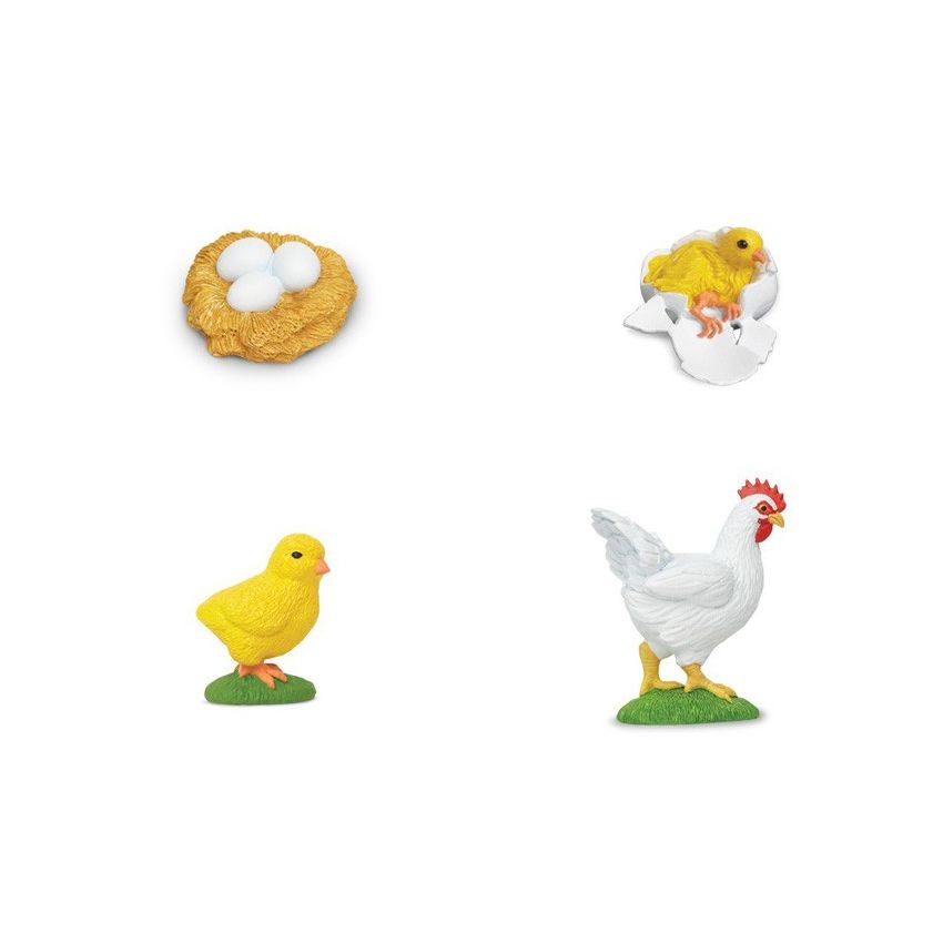 Life Cycle Of A Chicken