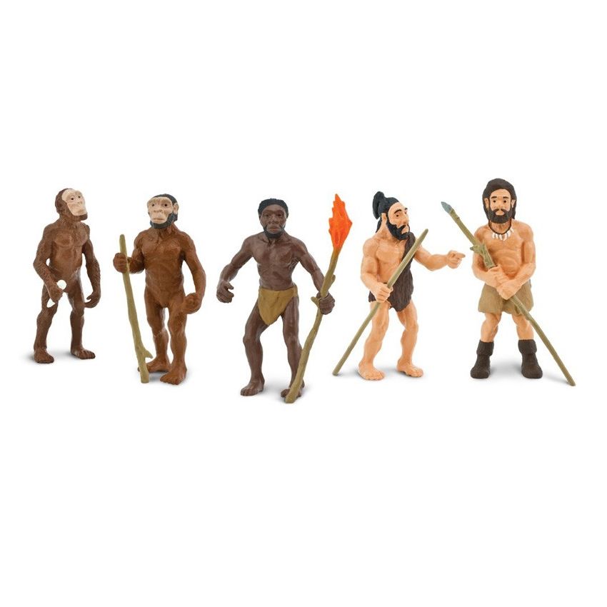 Evolution Of Man