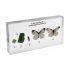 Life Cycle Of Cabbage Butterfly Specimen