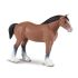 Clydesdale Stallion