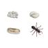 Life Cycle Of An Ant