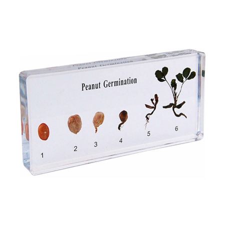 Peanut Germination Speciman