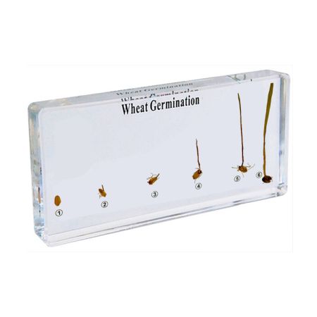 Wheat Germination Specimen