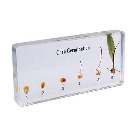 Corn Germination Specimen