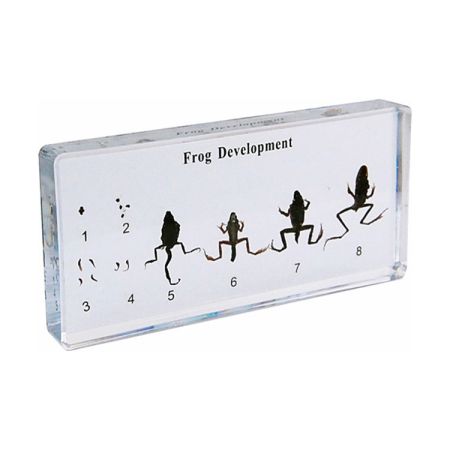 Frog Development Specimen