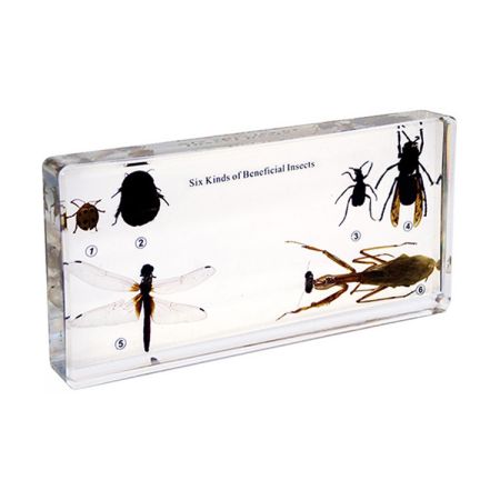 Six Kinds Of Beneficial Insects Specimens