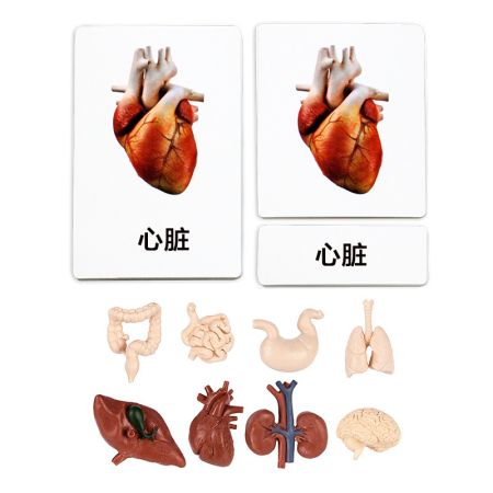 Human Organs 3 Part Cards With Objects - Chinese Version