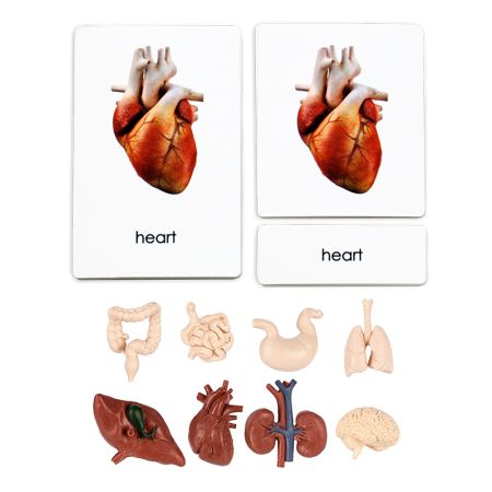 Human Organs 3 Part Cards With Objects