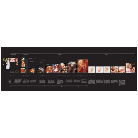 Timeline Of Human Gestation - Black
