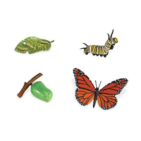 Life Cycle Of A Monarch Butterfly