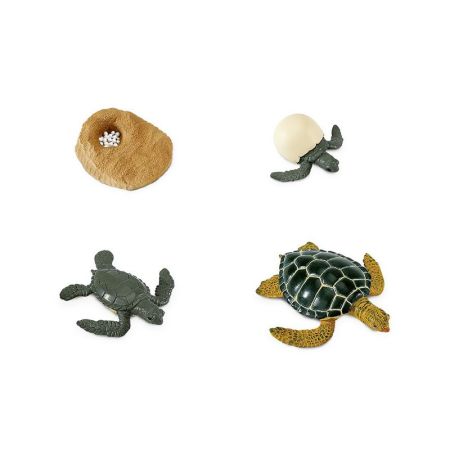 Life Cycle Of A Green Sea Turtle