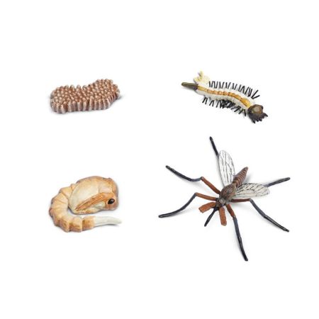 Life Cycle Of A Mosquito