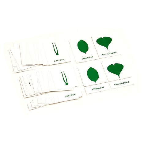 Nomenclature Cards For Botany Cabinet - PP Plastic