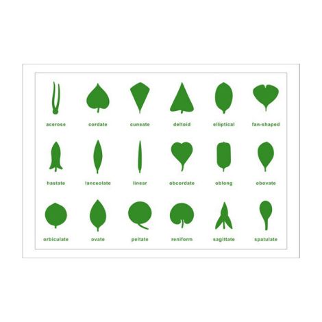 Botany Leaf Cabinet Control Chart - PP Plastic