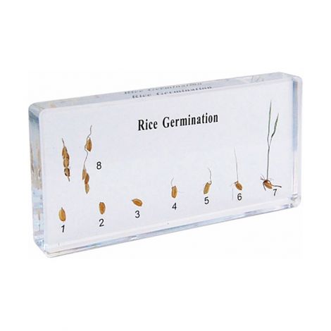 Rice Germination Specimen