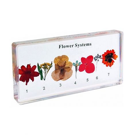 Flower Systems Specimen