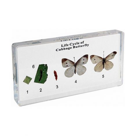 Life Cycle Of Cabbage Butterfly Specimen