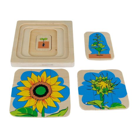 Sunflower Life-Cycle Puzzle