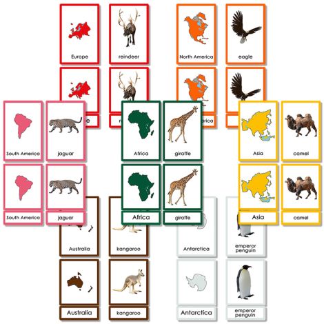 Animals of Seven Continents 3 Part Cards - PP Plastic