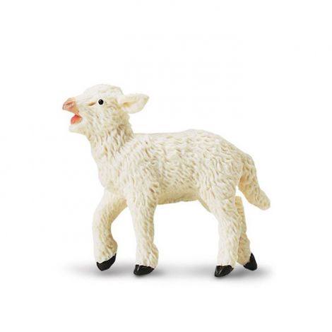 Farm Lamb