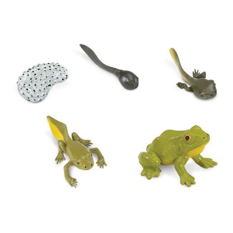 Life Cycle Of A Frog Set