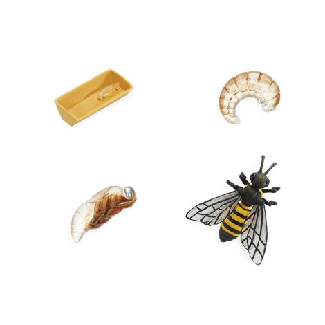 Life Cycle Of A Honey Bee
