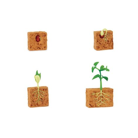 Life Cycle Of A Green Bean Plant