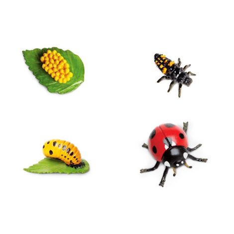 Life Cycle Of A Ladybug